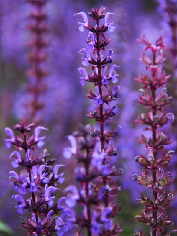 LAVANDA 01
