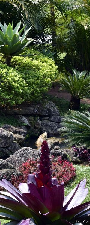 JARDIM TROPICAL (TRÍPTICO C)