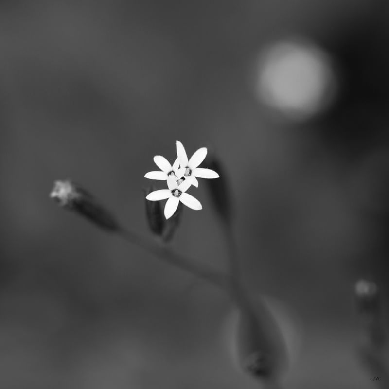 FLORES DELICADAS