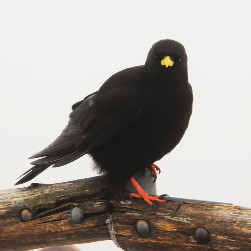 BLACK BIRD SUIÇA 01