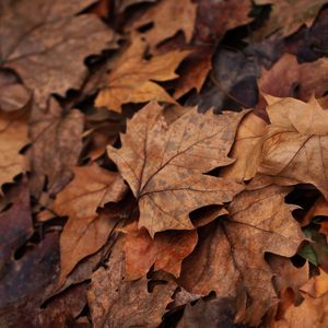 FOLHAS DE INVERNO