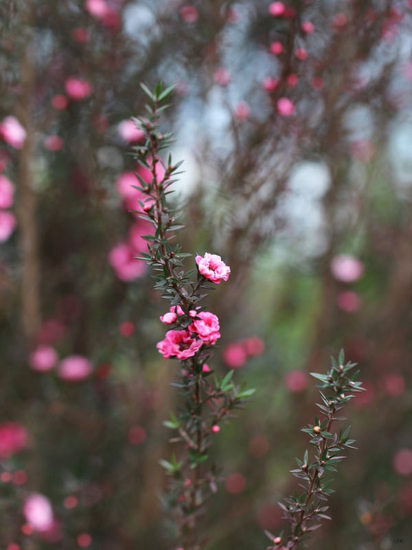 FLORES ROSA DELICADAS