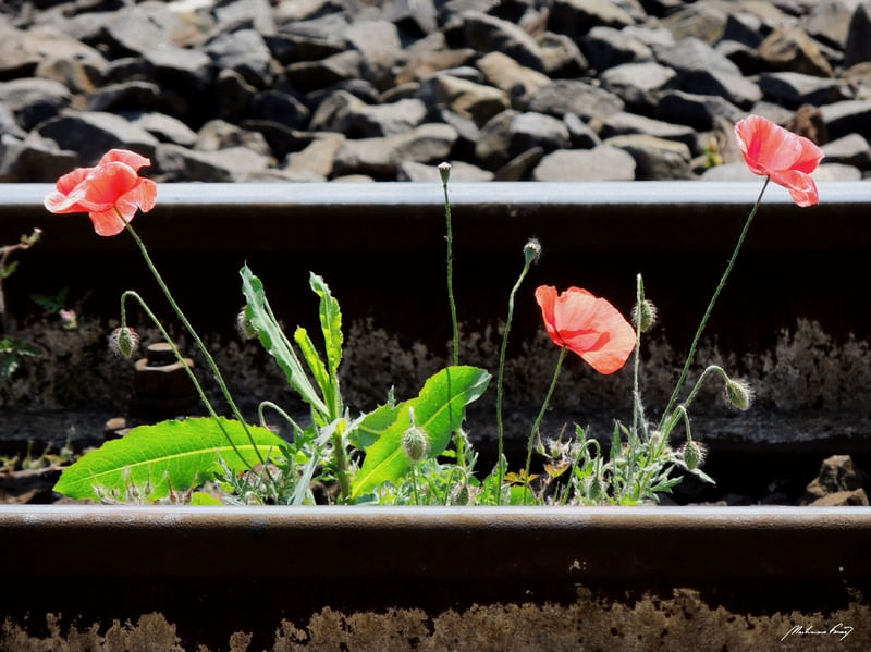 FLORES ENTRE OS TRILHOS