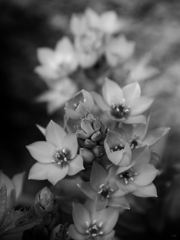 SM - FLOR DELICADA 01