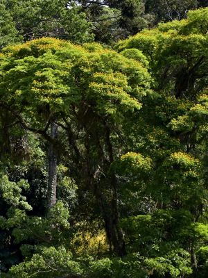 FLORESTA (DÍPTICO A)