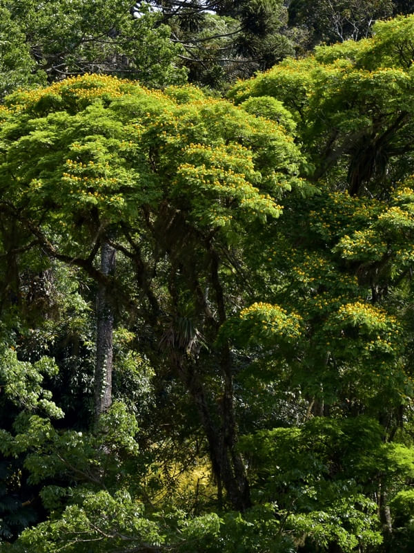 FLORESTA (DÍPTICO A)