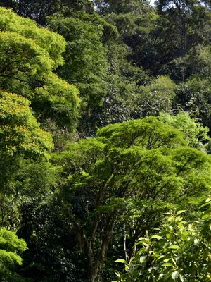 FLORESTA (DÍPTICO B)