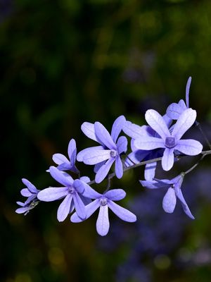 FLORES LILÁS (DÍPTICO A)