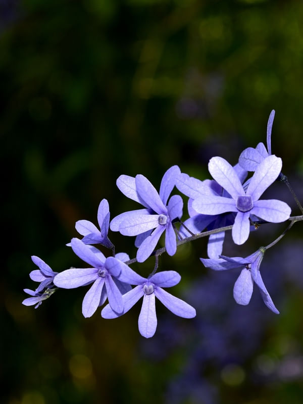 FLORES LILÁS (DÍPTICO A)