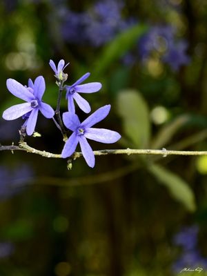 FLORES LILÁS (DÍPTICO B)
