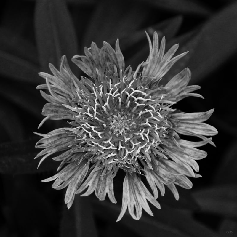 FLOR 08