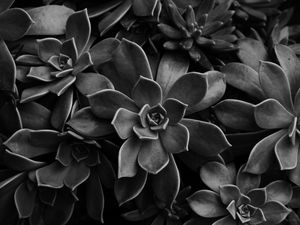SM - FLOR DE PEDRA PB