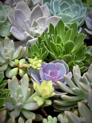 O COLORIDO DAS PLANTAS