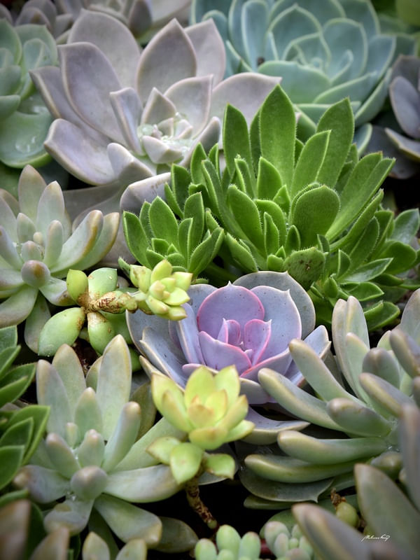 O COLORIDO DAS PLANTAS