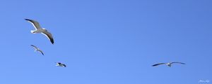 VOO DAS GAIVOTAS