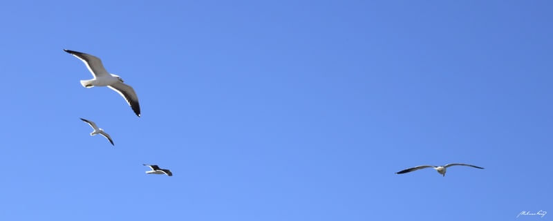 VOO DAS GAIVOTAS