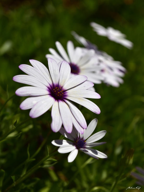 PERFEIÇÃO DAS FLORES