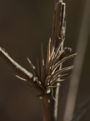SM - FLOR DO CERRADO 06