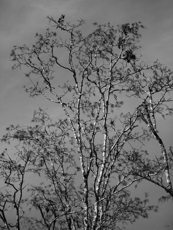 SM - ÁRVORE DO CERRADO 03