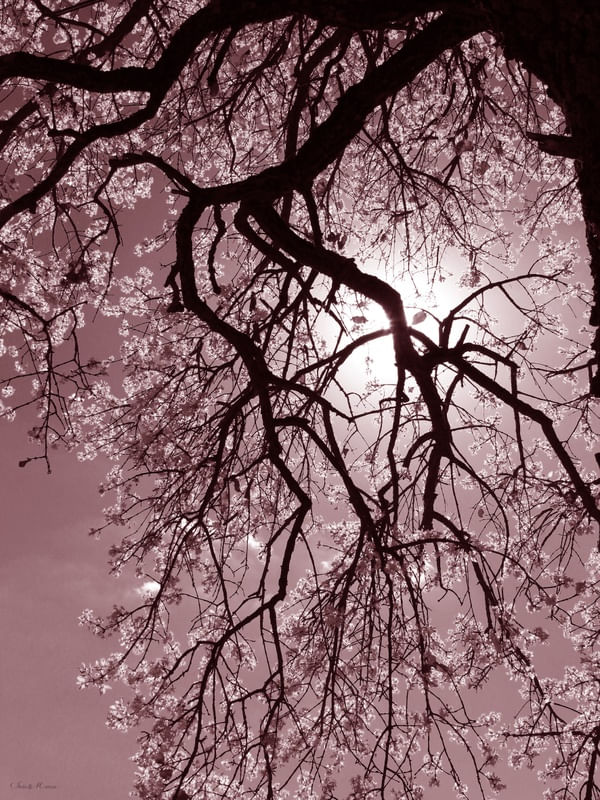 SM - ÁRVORE ROSA 03