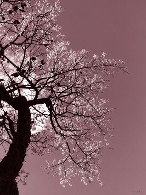 SM - ÁRVORE ROSA B