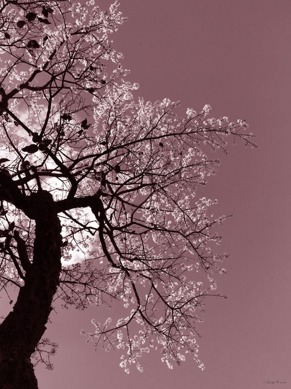 SM - ÁRVORE ROSA B