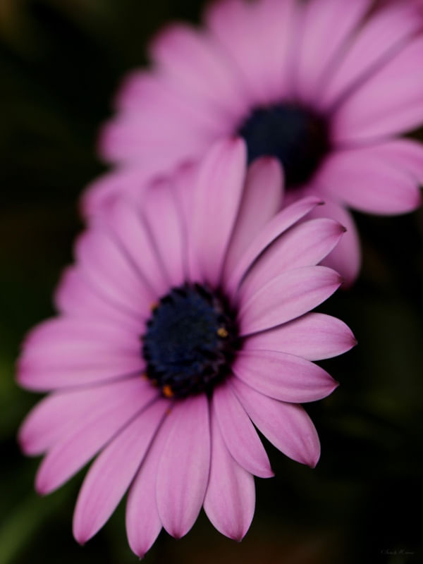 SM - FLOR ROSA 10