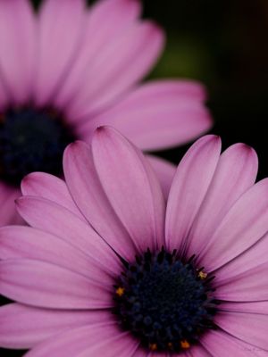 SM - FLOR ROSA 11