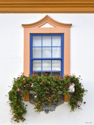 JANELA E NATUREZA