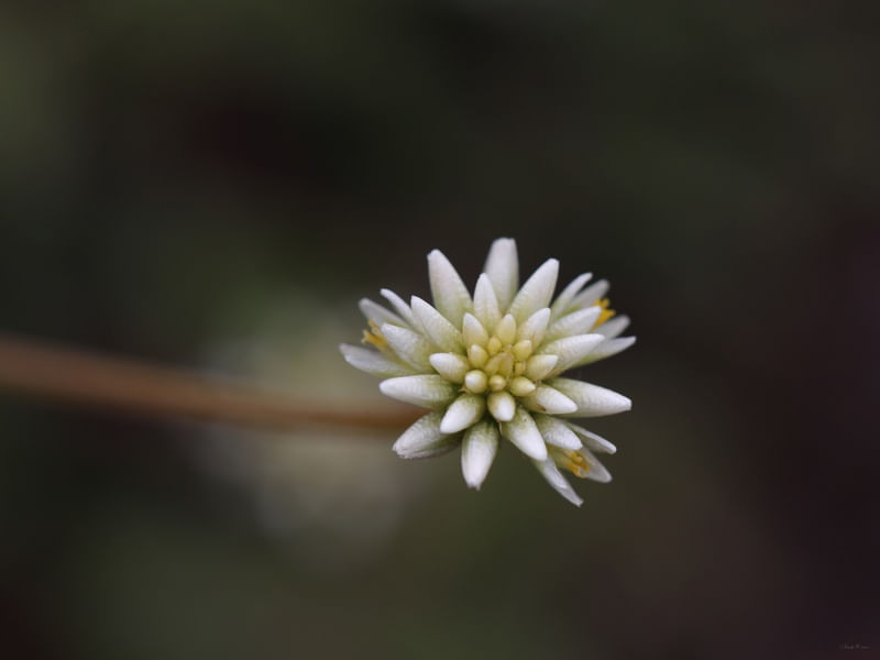 SM - FLOR DO CERRADO 26