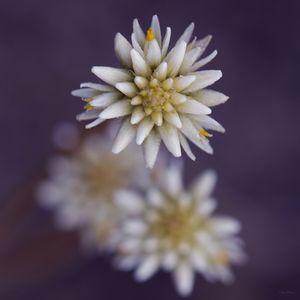 SM - FLOR DO CERRADO 23