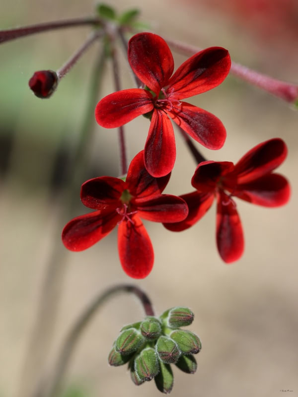 SM - FLOR AVELUDADA 01
