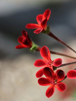 SM - FLOR AVELUDADA 02
