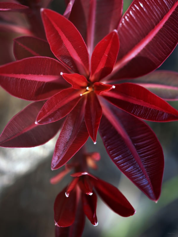 SM - FLOR DO CERRADO 21