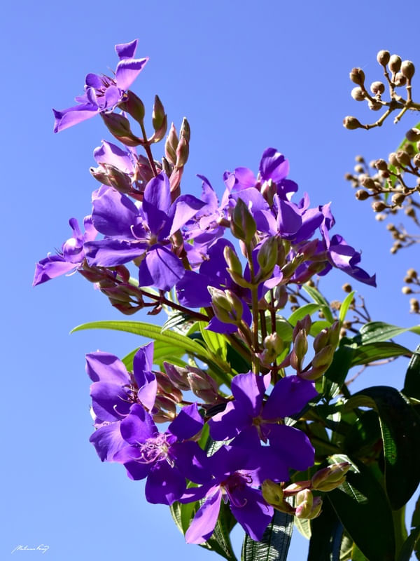 NATUREZA EM FLORES