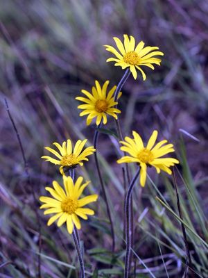 SM - FLORES AMARELAS 01