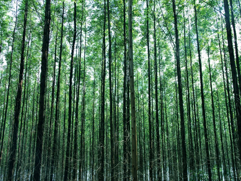 SM - FLORESTA 01