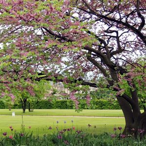 JARDINS DAS TULHERIAS (DÍPTICO 2-2)