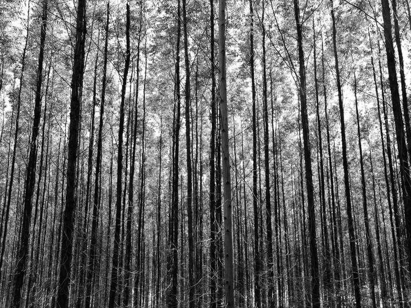 SM - FLORESTA PB 01