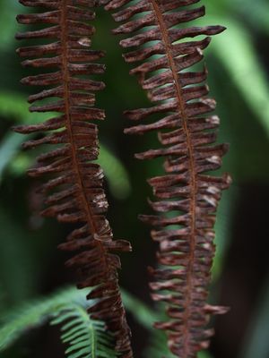 SM - FOLHAS SECAS 21