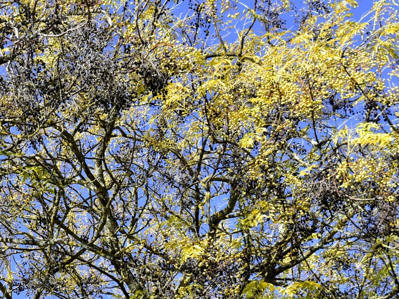 JARDIM BOTÂNICO (QUADRÍPTICO 2-4)