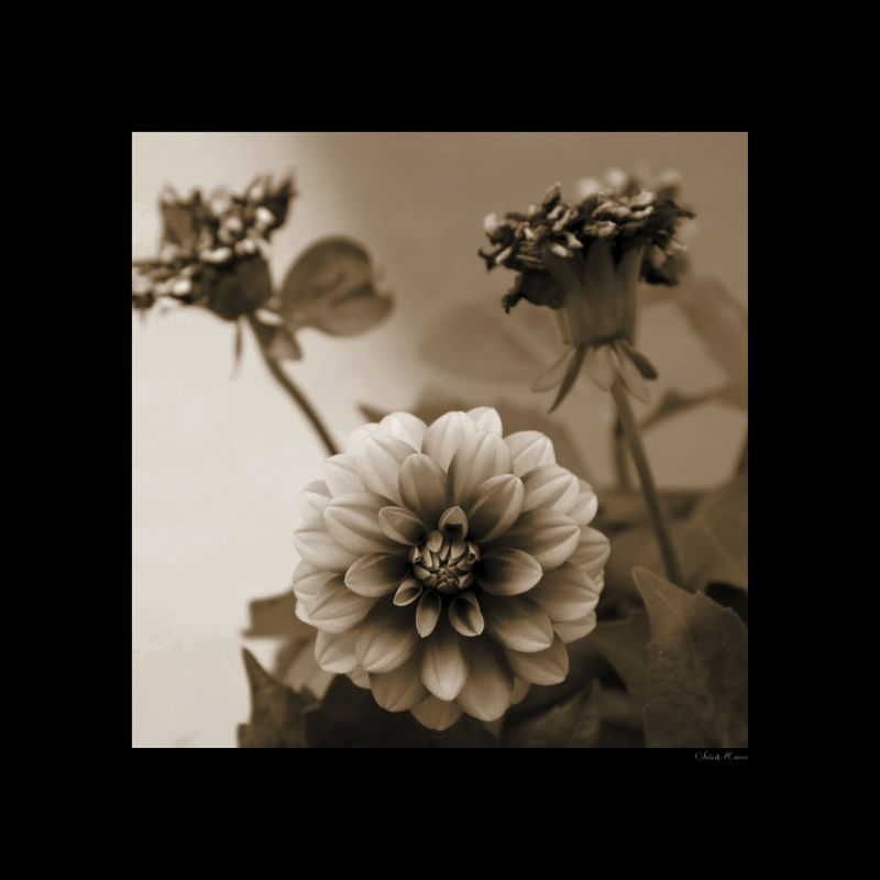 SM - GOLD FLOWERS 02