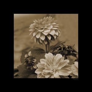 SM - GOLD FLOWERS 03