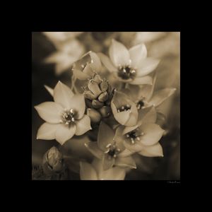 SM - GOLD FLOWERS 04