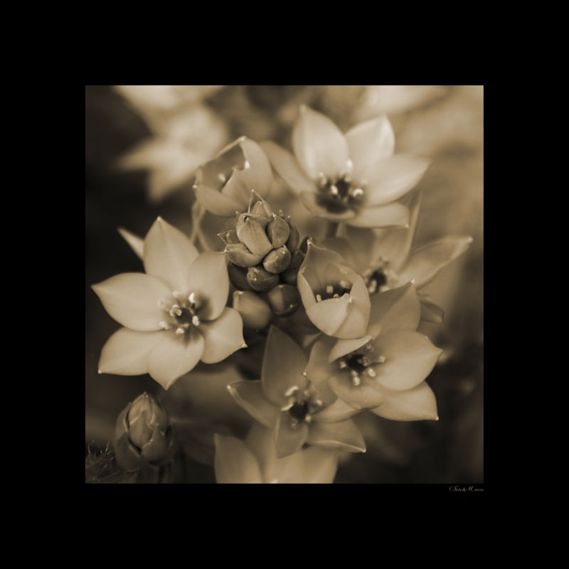 SM - GOLD FLOWERS 04