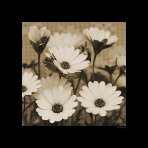 SM - GOLD FLOWERS 05