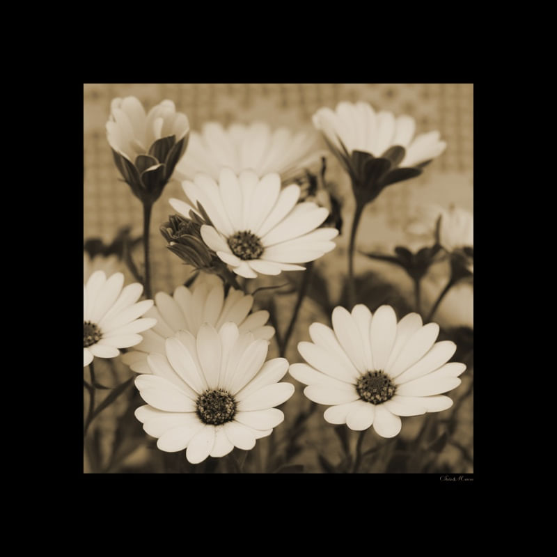 SM - GOLD FLOWERS 05