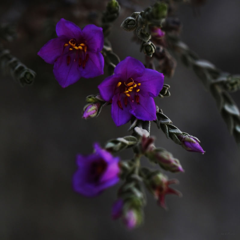SM - FLOR ROXA 55
