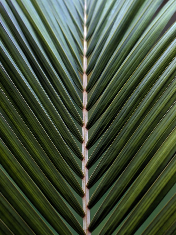 SM - SIMETRIA NATURAL 04