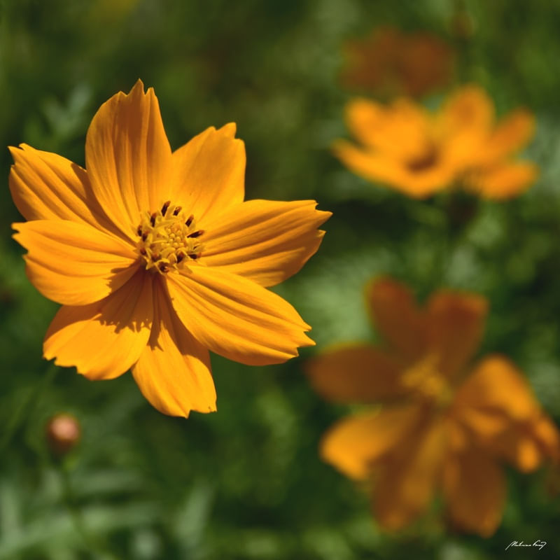 COSMOS AMARELO